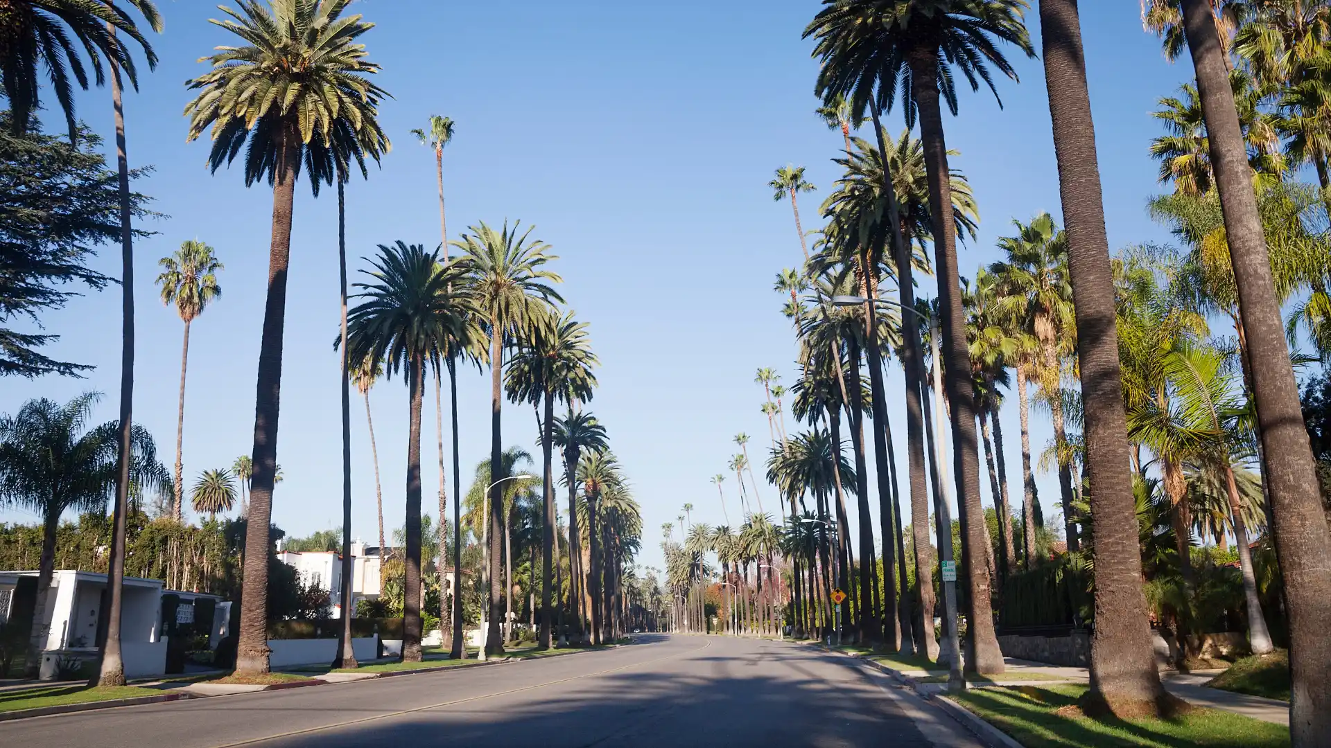 Silhouetted palm trees lining a road at sunset.